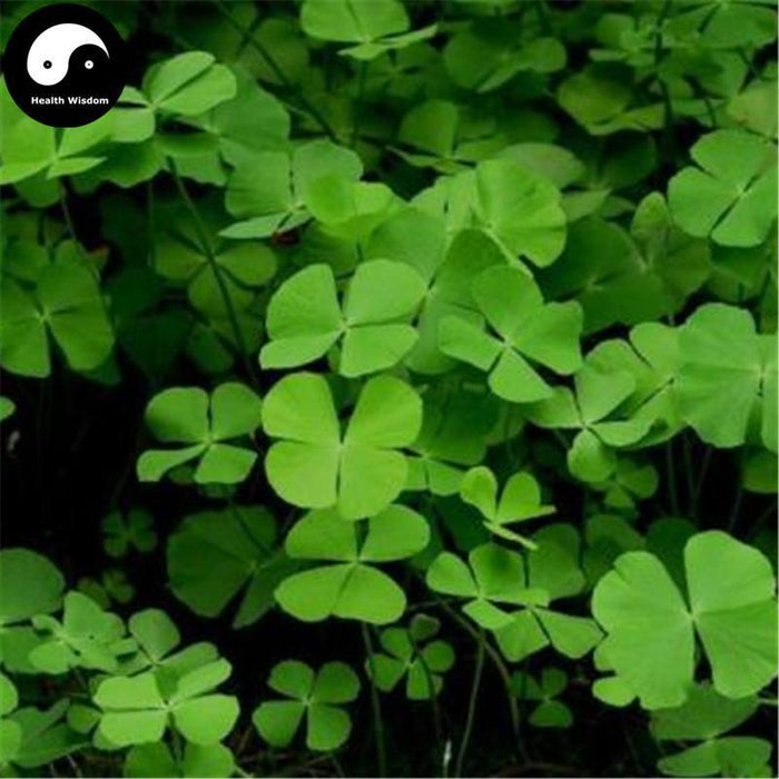 Tian Zi Cao 田字草, Herba Marsilea Quadrifolia, Marsile Herb-Health Wisdom™
