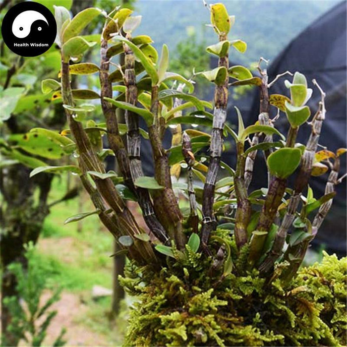 Tie Pi Shi Hu Cha 鐵皮石斛茶, Dendrobium Officinale Leaf Tea, Dried Dendrobium Leaves, Shihu-Health Wisdom™