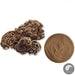 Turkey Tail Mushroom Extract Powder 10:1, Coriolus Versicolor P.E., Yun Zhi