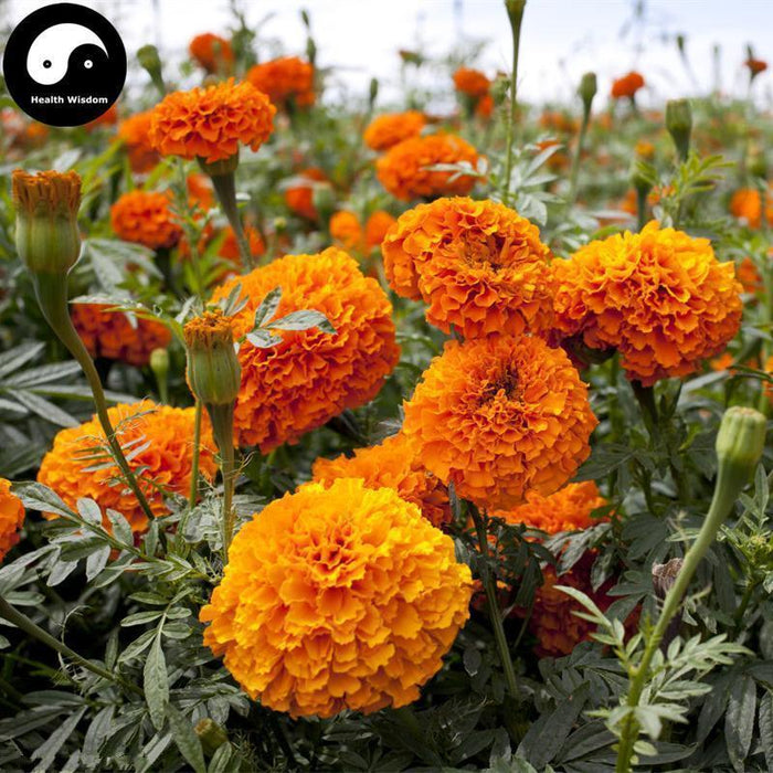Wan Shou Ju 萬壽菊, Marigold Flower, Flos Tagetes Erecta-Health Wisdom™