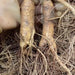 White Ginseng Roots, 6 Years Whole Panax Ginseng Roots, Bai Ren Shen 白人参