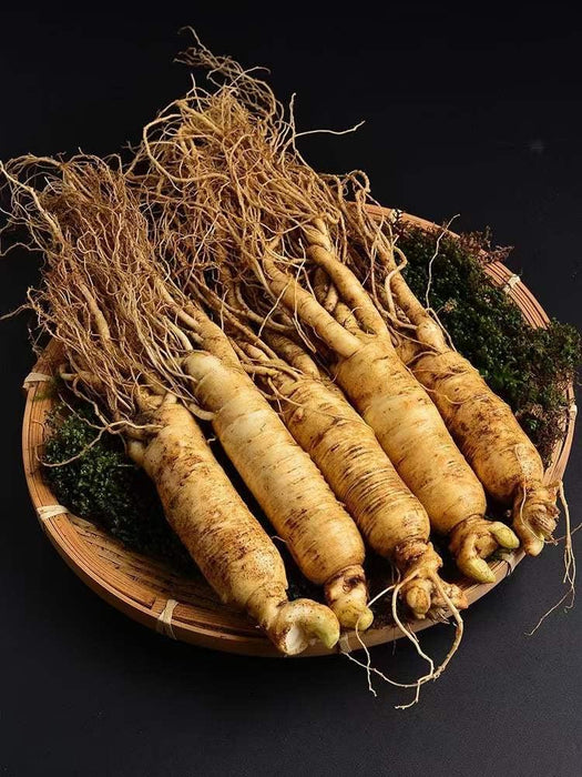 White Ginseng Roots, 6 Years Whole Panax Ginseng Roots, Bai Ren Shen 白人参-Health Wisdom™