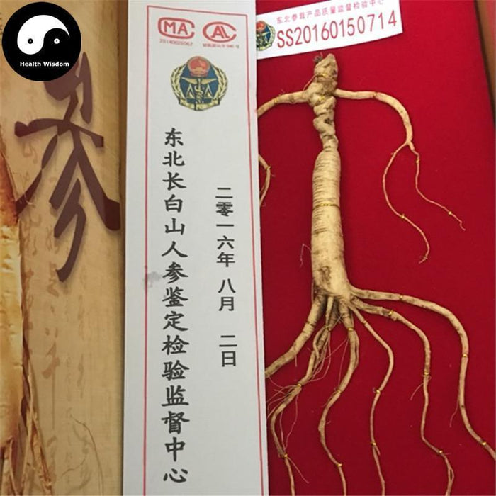 White Ginseng Roots Branches, 15 Years Wild Panax Ginseng Roots, Bai Ren Shen 林下野人参-Health Wisdom™
