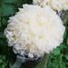 White Tremella, Dried Tremella Fuciformis, Mushroom Yin Er 银耳-Health Wisdom™