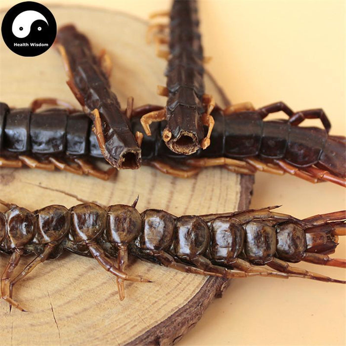 Wu Gong 蜈蚣, Dried Centipedes, Scolopendra Subspinipes-Health Wisdom™