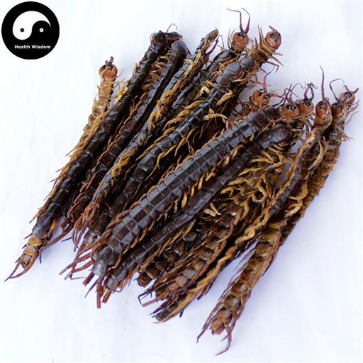 Wu Gong 蜈蚣, Dried Centipedes, Scolopendra Subspinipes