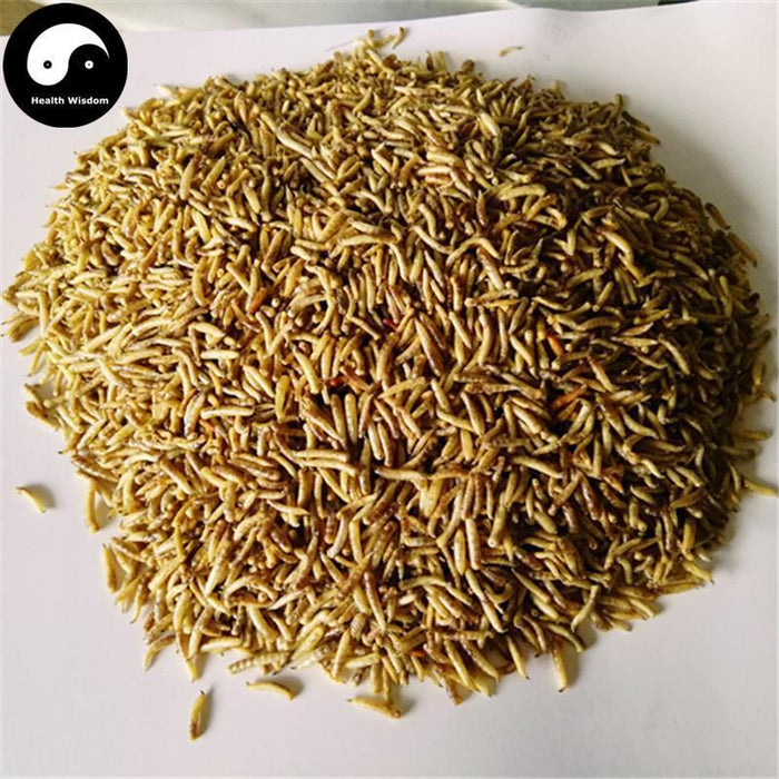 Wu Gu Chong 五谷虫, Chrysomyia Megacephala (Fabricius), worm of all sorts grains