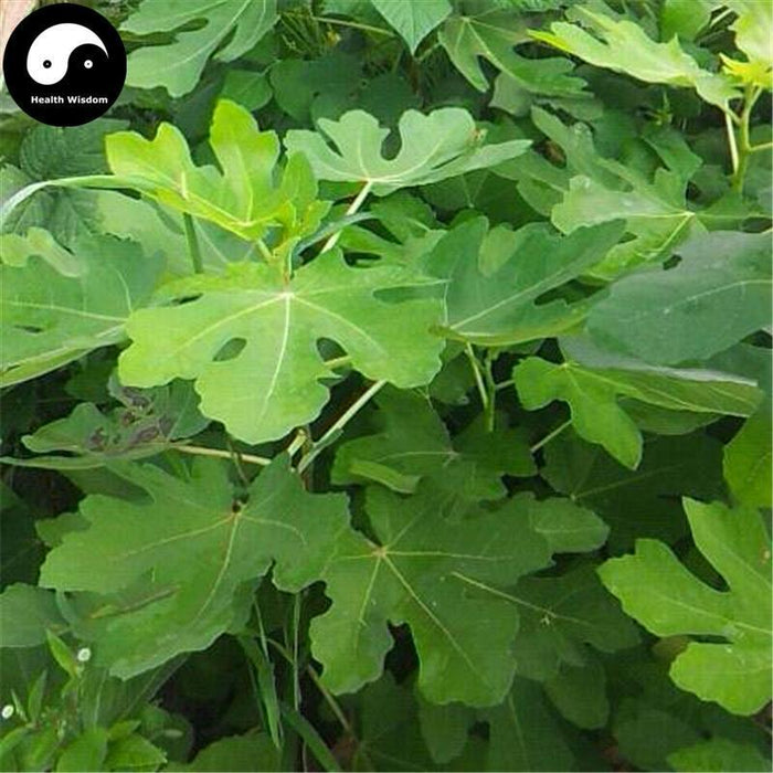 Wu Hua Guo Ye 无花果葉, Folium Ficus, Fig Leaf-Health Wisdom™