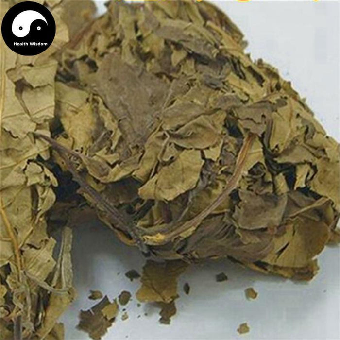 Xi Shu Ye 喜树葉, Folium Camptotheca, Common Camptotheca Leaf-Health Wisdom™