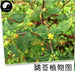 Xi Xian Cao 豨薟草, Herba Siegesbeckiae, Glandularstalk St.Paulswort Herb, Fei Zhu Cao-Health Wisdom™