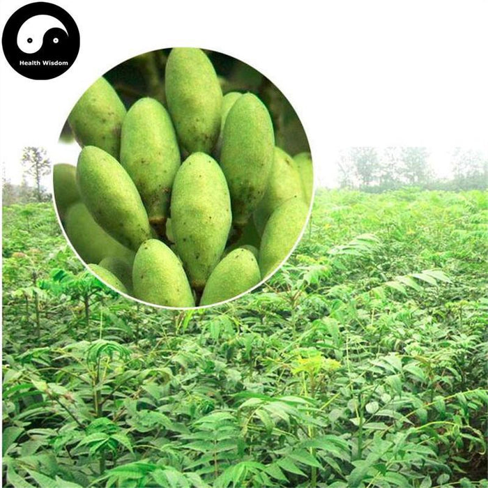 Xiang Chun Zi 香椿子, Fruit of Chinese Toona, Fructus Toonae Sinensis-Health Wisdom™