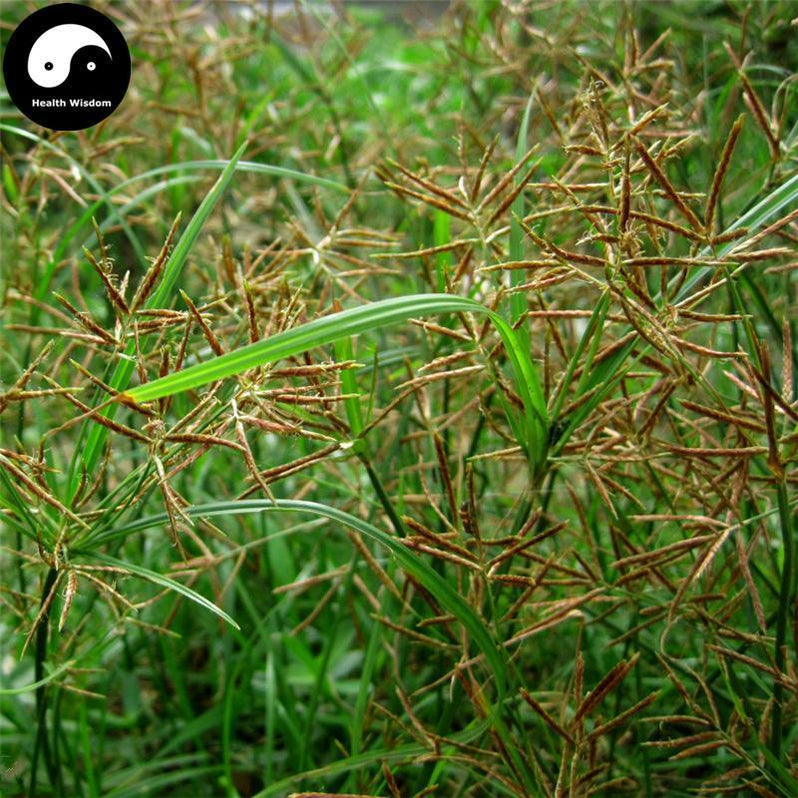 Buy Best Herb Xiang Fu Pian 香附片, Rhizoma Cyperi, Nutgrass Galingale ...