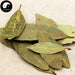 Xiang Gui Ye 香桂叶, Bay Leaf, Laurel Leaf, Folium Laurus Nobilis, Yue Gui Ye-Health Wisdom™