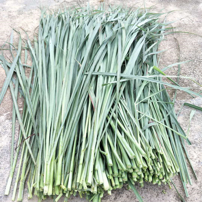 Xiang Mao Cao 香茅草, Cymbopogon Herb, Herba Lemongrass, Ning Meng Cao-Health Wisdom™