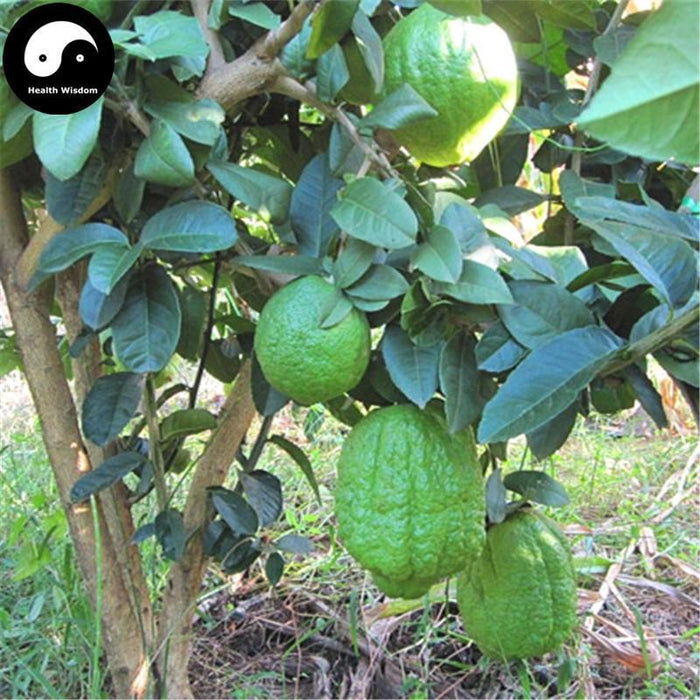 Xiang Yuan 香櫞, Fructus Citri, Citron Fruit-Health Wisdom™