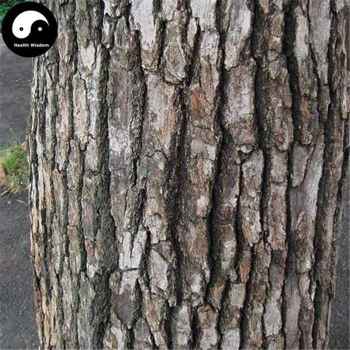 Xiang Zhang Shu Pi 香樟樹皮, Camphortree Bark, Cortex Cinnamomi Camphorae