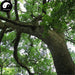Xiang Zhang Shu Pi 香樟樹皮, Camphortree Bark, Cortex Cinnamomi Camphorae