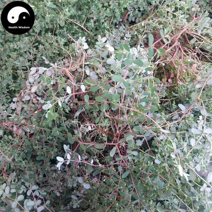 Xiao Fei Yang Cao 小飞扬草, Garden Euphorbia Herb, Herba Euphorbia Hypericifolia, Tong Nai Cao-Health Wisdom™