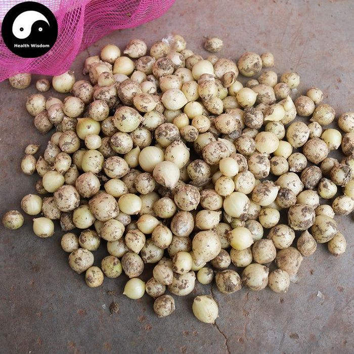 Xie Bai Tou 薤白頭, Bulbus Allii Macrostemi, Longstamen Onion Bulb, Jiu Bai