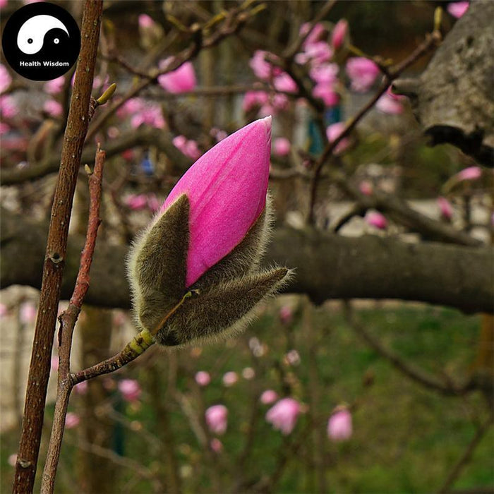 Xin Yi Hua 辛夷花, Flos Magnolia Denudata, Magnolia Flower