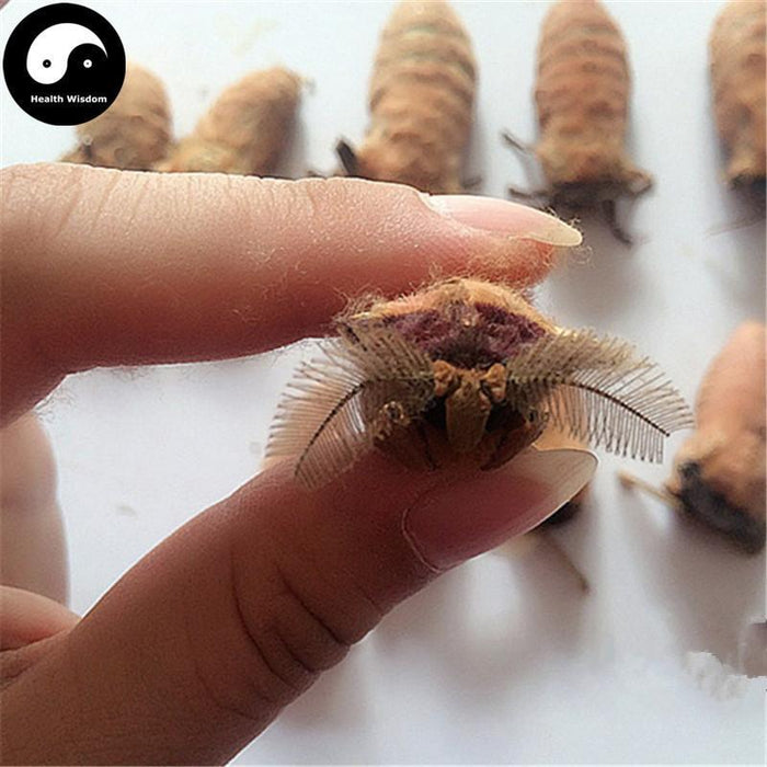 Xiong Can E 雄蚕蛾, Male Silkworm Moth, Male Sex Tonic-Health Wisdom™