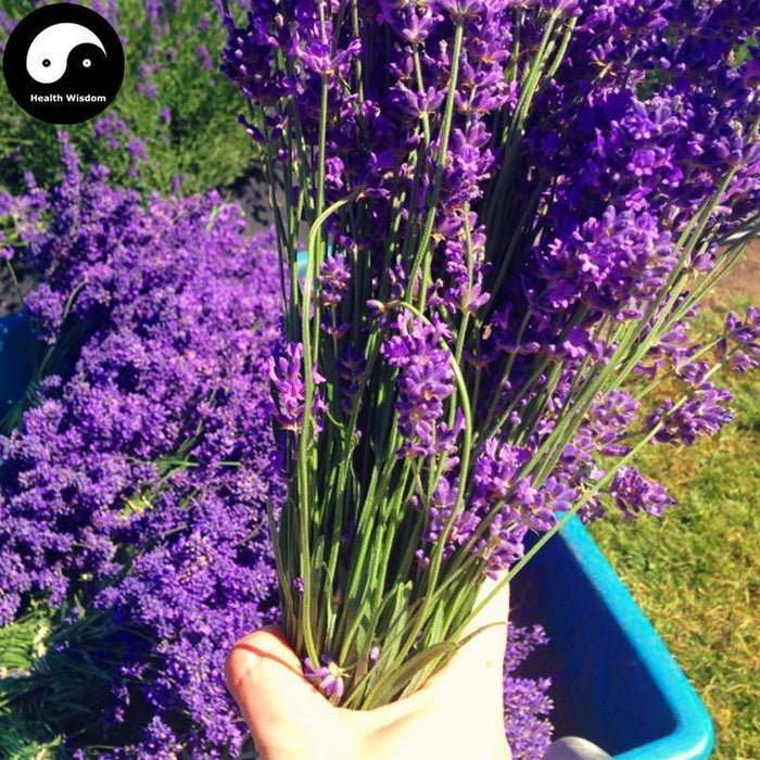 Xun Yi Cao 薰衣草, Lavender Tea, Lavender Flower-Health Wisdom™