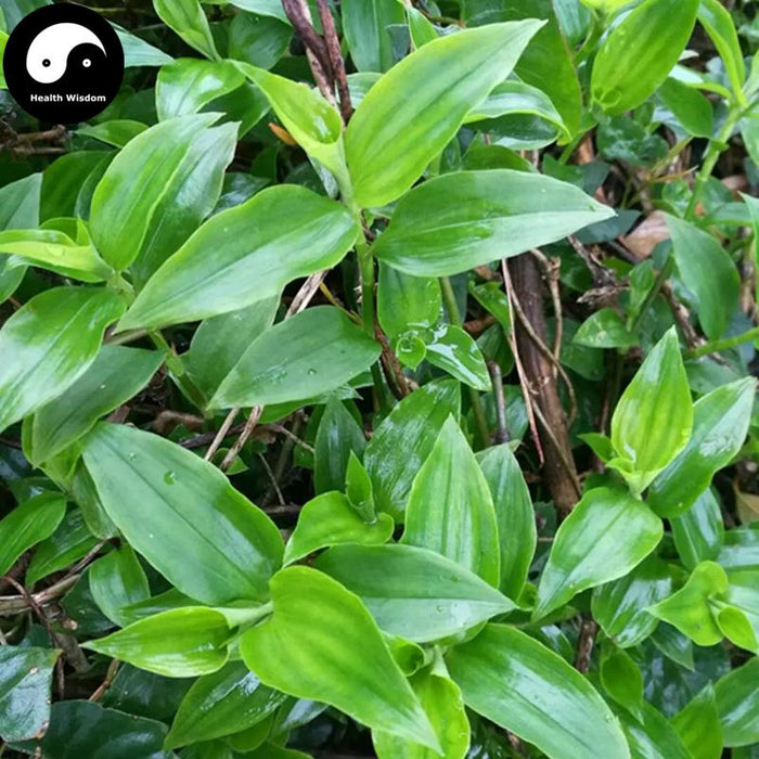 Ya Zhi Cao 鴨跖草, Common Dayflower Herb, Herba Commelinae, Ya She Cao-Health Wisdom™
