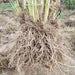 Yan Lan Cao Gen 岩兰草根, Chrysopogon Zizanioides Roots, Vetiver Root-Health Wisdom™