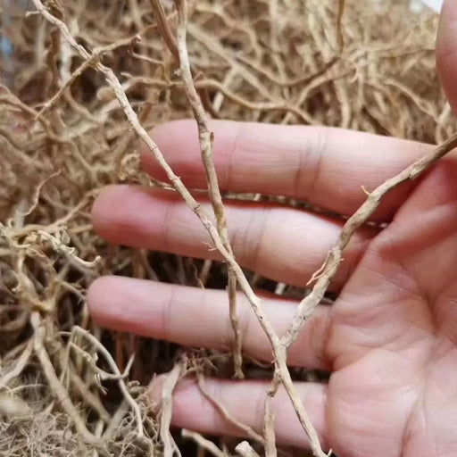 Yan Lan Cao Gen 岩兰草根, Chrysopogon Zizanioides Roots, Vetiver Root
