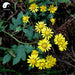 Ye Ju Hua 野菊花, Wild Flos Chrysanthemi, Florists Chrysanthemum Flower-Health Wisdom™