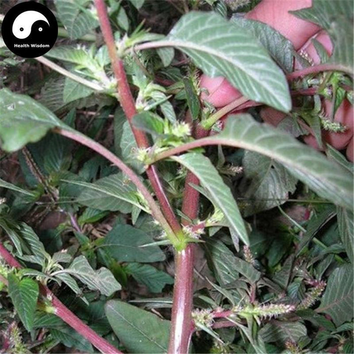 Ye Xian Cai 野莧菜, Wild Amaranthus Viridis, Herba Amaranthus, Ci Xian-Health Wisdom™