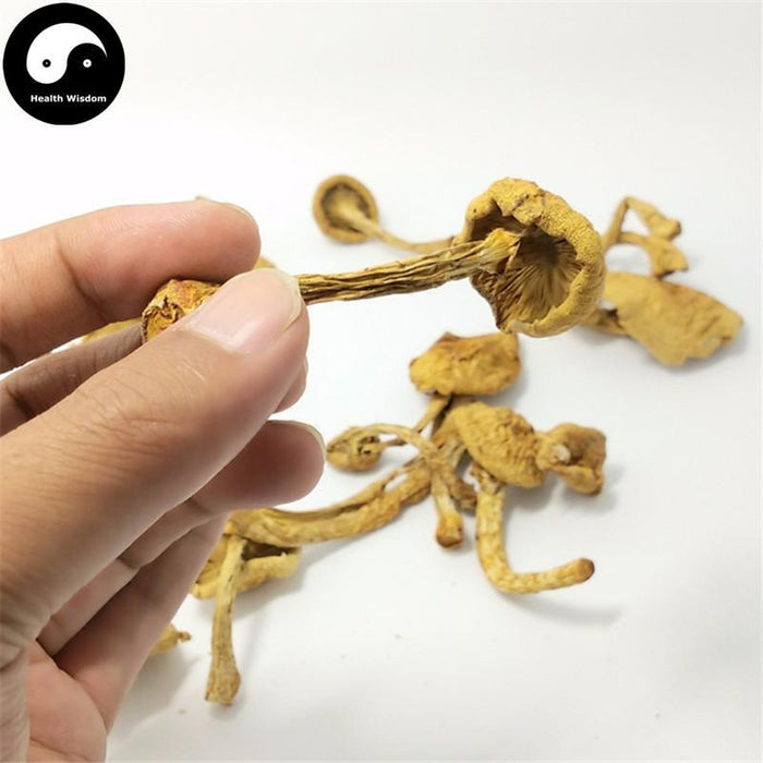 Yellow Mushroom, Wild Mushroom, Pleurotus Citrinopileatus, Yu Huang Mo 榆黄蘑-Health Wisdom™