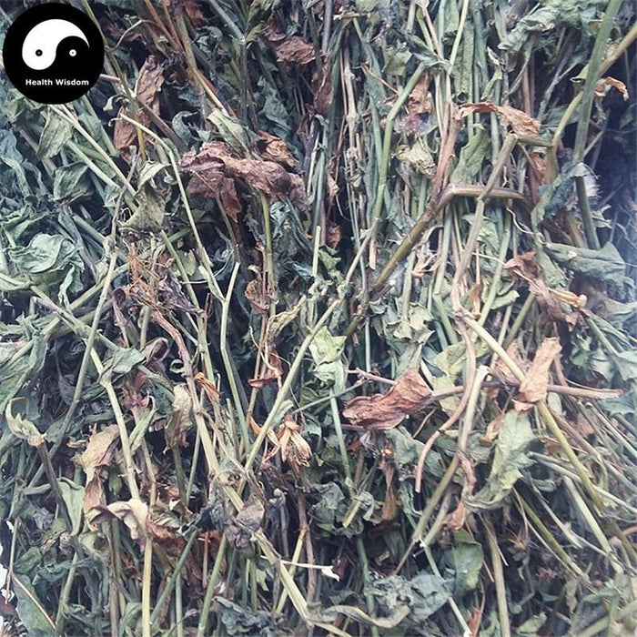 Yi Dian Hong 壹點紅, Herba Emiliae Sowthistle, Tasselflower Herb, Yang Ti Cao, Hong Bei Cao-Health Wisdom™