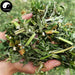 Yi Mu Cao 益母草, Herba Leonuri, Motherwort Herb, Leonurus Artemisia-Health Wisdom™