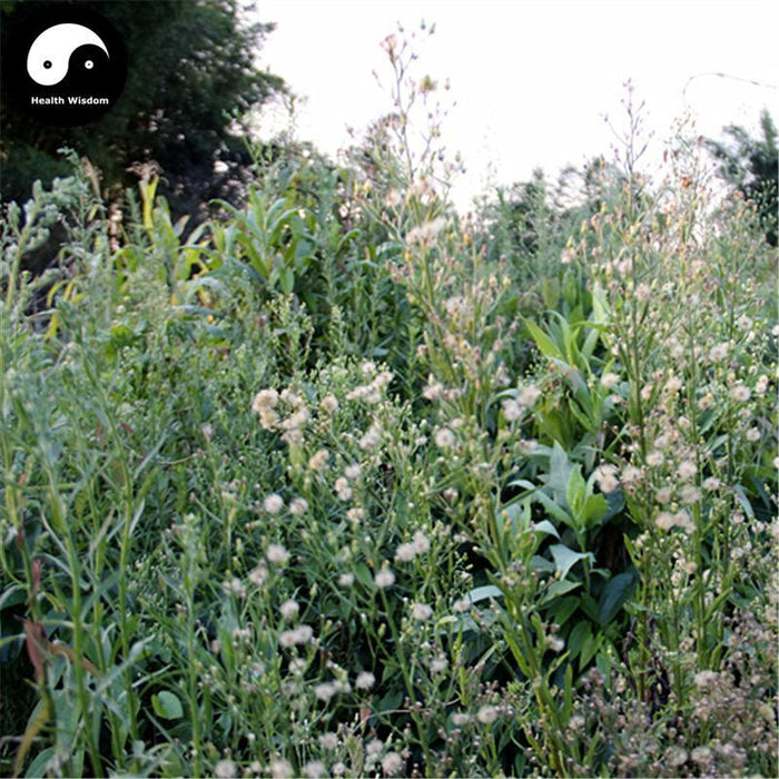 Yi Zhi Hao 一枝蒿, Herba Artemisia Rupetris-Health Wisdom™