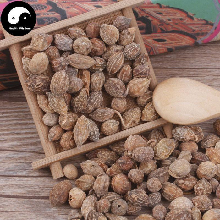 Yi Zhi Ren 益智仁, Fructus Alpiniae Oxyphyllae, Sharpleaf Galangal Fruit, Yi Zhi Zi-Health Wisdom™