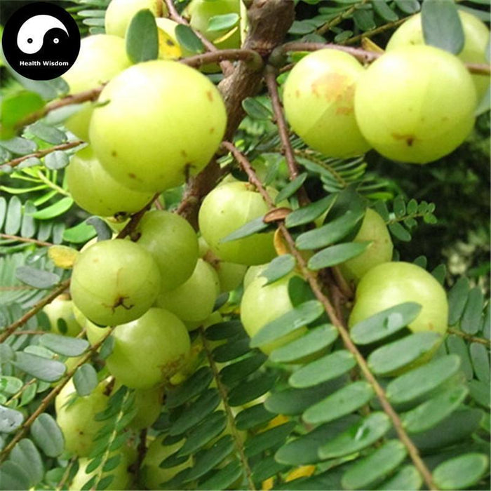 Yu Gan Zi 余甘子, Fructus Phyllanthi Tea, Phyllanthus Emblica Fruit, You Gan Cha 油柑茶-Health Wisdom™