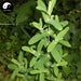 Yuan Bao Cao 元宝草, Herba Hypericum Sampsonii Hance, Dui Yue Cao
