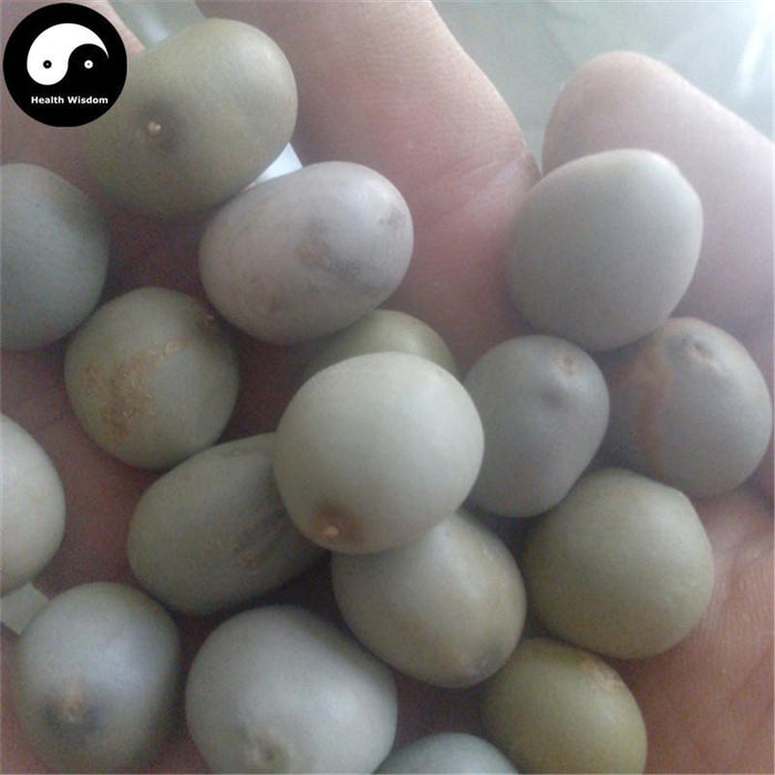 Yun Shi 雲實, Semen Caesalpiniae Sepiariae, Mysorethorn Seed-Health Wisdom™
