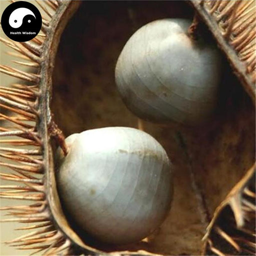 Yun Shi 雲實, Semen Caesalpiniae Sepiariae, Mysorethorn Seed