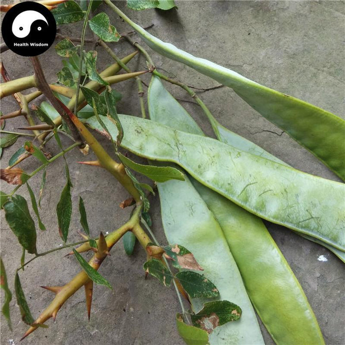 Zao Jiao 皂角, 	Fructus Gleditsiae, Chinese Honeylocust Abnormal Fruit-Health Wisdom™