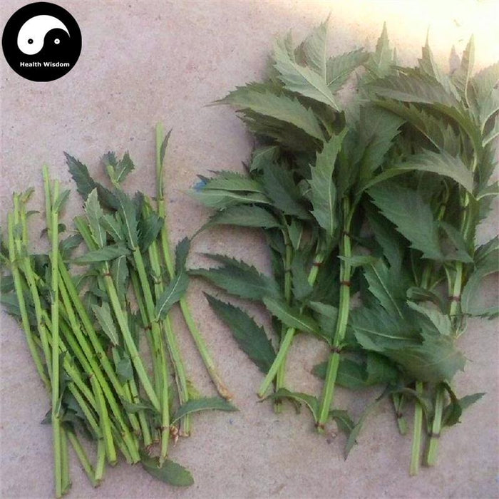 Ze Lan 澤蘭, Herba Lycopi, Hiraute Shiny Bugleweed Herb, Lycopus Lucidus-Health Wisdom™