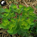 Ze Qi 澤漆, Sun Euphorbia Herb, Herba Euphorbiae Helioscopiae, Mao Yan Cao-Health Wisdom™