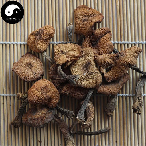 Zhen Mo 榛蘑, Hazel Dell Mushroom For Chinese Soup Cooking