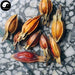 Zhi Zi 梔子, Fructus Gardeniae, Cape Jasmine Fruit-Health Wisdom™