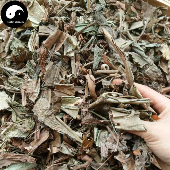 Zhu Long Cao 猪笼草, Herba Nepenthes Leaf-Health Wisdom™