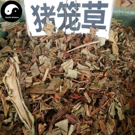 Zhu Long Cao 猪笼草, Herba Nepenthes Leaf-Health Wisdom™
