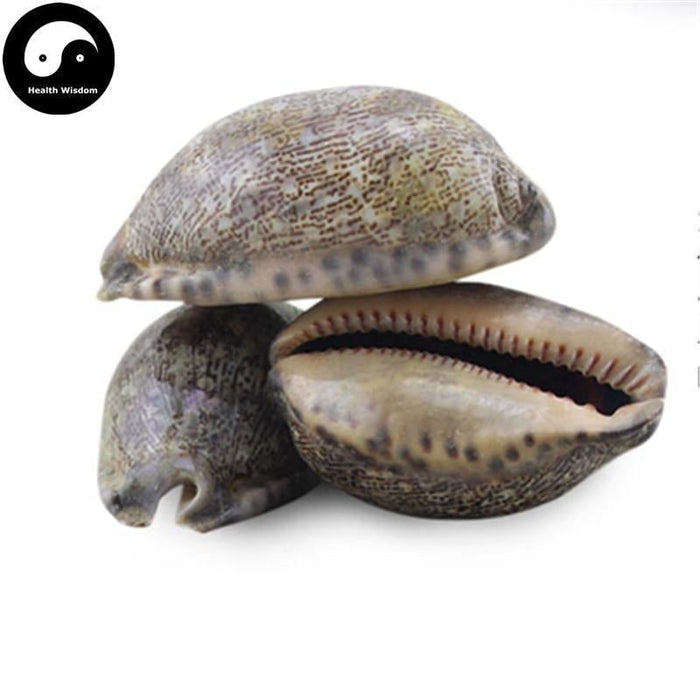 Zi Bei Chi 紫贝齿, Concha Mauritiae, Cypraeae, Cowry Shell, Arabic Cowry Shell-Health Wisdom™