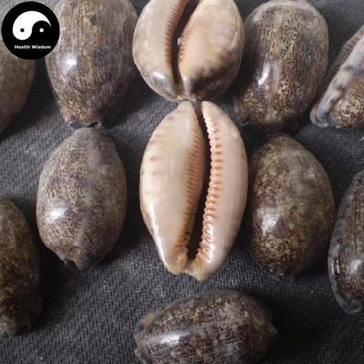 Zi Bei Chi 紫贝齿, Concha Mauritiae, Cypraeae, Cowry Shell, Arabic Cowry Shell
