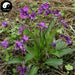 Zi Hua Di Ding 紫花地丁, Herba Violae, Philippine Violet Herb, Viola Philippica-Health Wisdom™